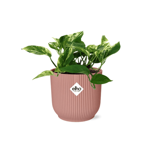 Efeutute - Scindapsus Epipremnum Marble Queen - Zimmerpflanze + Topf Vibes Fold 14cm Rosa