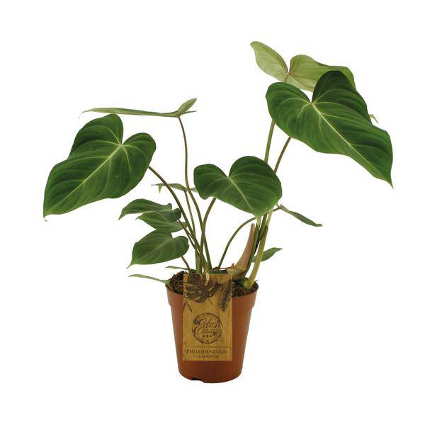 Baumfreund - Philodendron Gloriosum - Zimmerpflanze - Ø15cm - ↕40cm