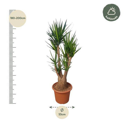 Riesen-Palmlilie - Yucca Elephantipes - Zimmerpflanze - 190cm - ø55cm