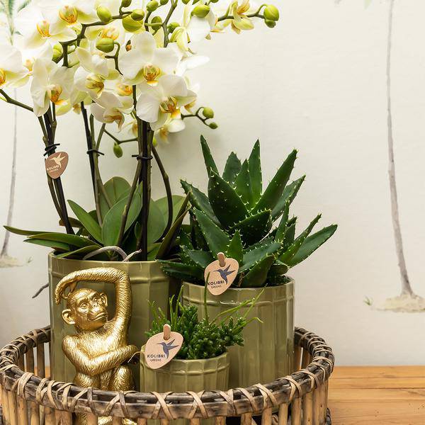 Ornament - Dekoskulptur Sitzender Affe - Gold - Oasis of Life