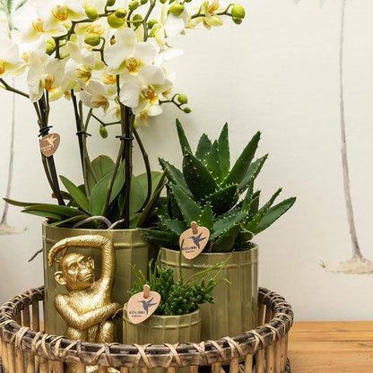 Ornament - Dekoskulptur Sitzender Affe - Gold - Oasis of Life