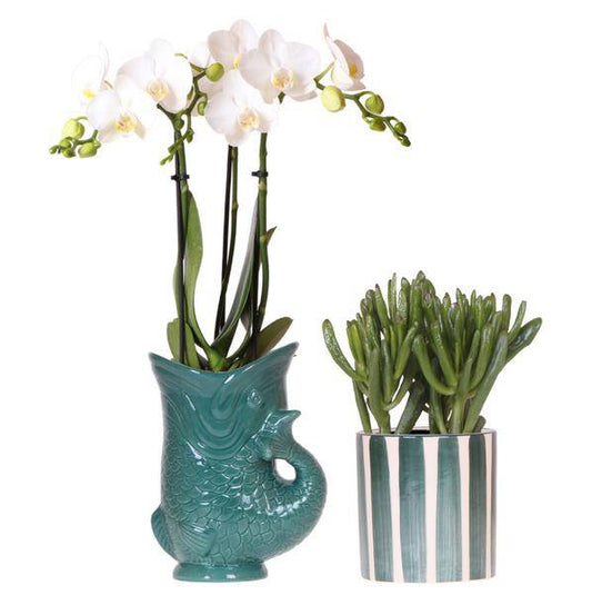 Phalaenopsis Orchidee Amabilis Weiß & Crassula Hobbit – Pflanzenset Ø9cm – Zimmerpflanze im grünen Fisch-Keramiktopf + Sukkulente im Painted Stripe Topf – Mediterrane Deko für Wohnzimmer & Büro 