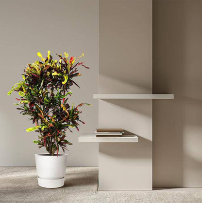 Wunderstrauch  - Codiaeum Mammi - Zimmerpflanze - 120cm - ø31cm