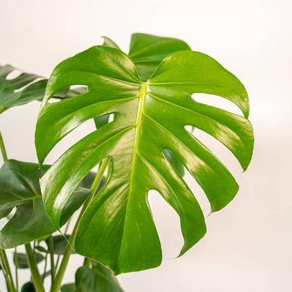 Köstliches Fensterblatt - Monstera Deliciosa + Topf Mayk Blei - Zimmerpflanze - ↨80cm - Ø21cm