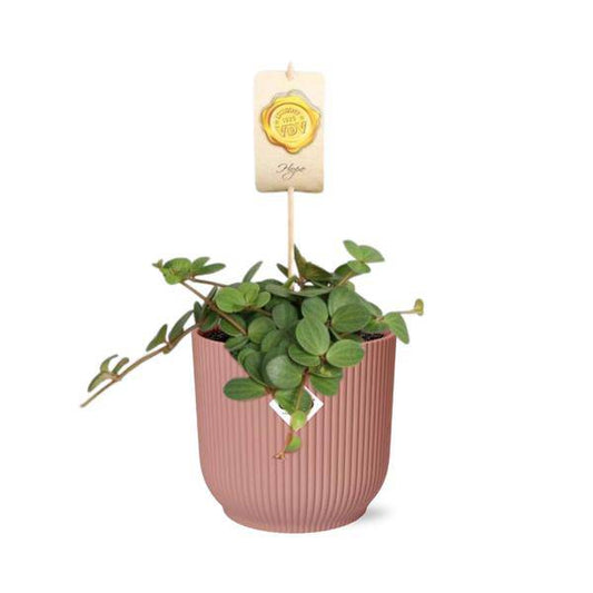 Zwergpfeffer - Peperomia 'Hope' - Zimmerpflanze + Topf Vibes Fold 14cm Rosa