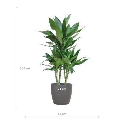 Dracaena Janet Lind 95cm – Drachenbaum Zimmerpflanze Ø21cm – pflegeleichte grüne Pflanze mit Viber Topf Grau – luftreinigende Pflanze für Wohnzimmer & Büro 