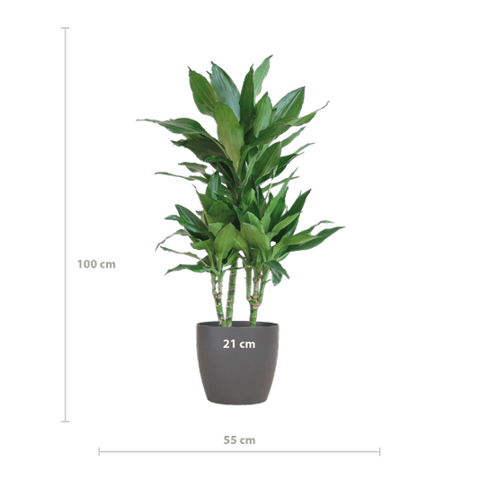 Dracaena Janet Lind 95cm – Drachenbaum Zimmerpflanze Ø21cm – pflegeleichte grüne Pflanze mit Viber Topf Grau – luftreinigende Pflanze für Wohnzimmer & Büro 