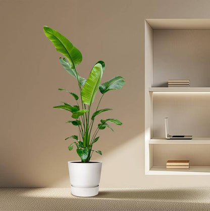 Baum-Strelitzie - Strelitzia Nicolai - Zimmerpflanze - 190 cm - ⌀27cm