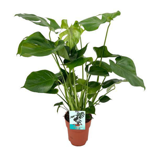 Monstera Deliciosa - Ø19cm - ↕60cm - Oasis of Life