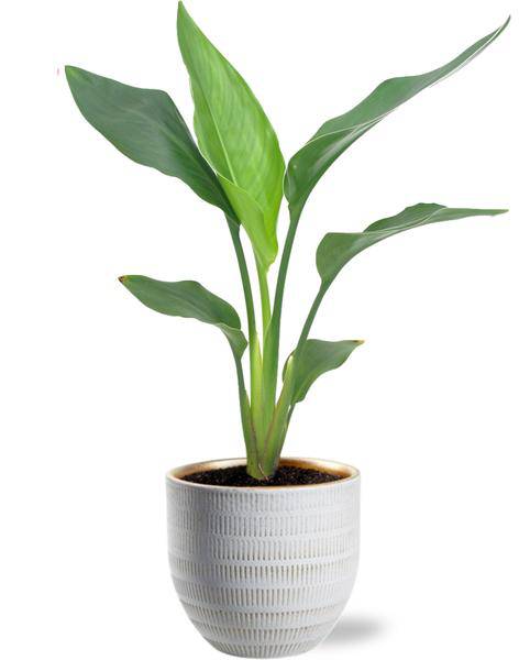 Strelitzia Reginea – Paradiesvogelblume – Zimmerpflanze Ø12cm ↕40cm – Mit Beau Topf Weiß Ø14x13cm – Exotisch & pflegeleicht – Tropisch & dekorativ 