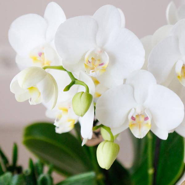 Komplettes Pflanzenset Luxury Living | Grünpflanzen mit weißer Phalaenopsis-Orchidee inkl. Keramik-Ziertöpfe und Zubehör - Oasis of Life