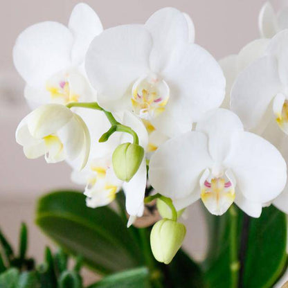 Komplettes Pflanzenset Luxury Living | Grünpflanzen mit weißer Phalaenopsis-Orchidee inkl. Keramik-Ziertöpfe und Zubehör - Oasis of Life