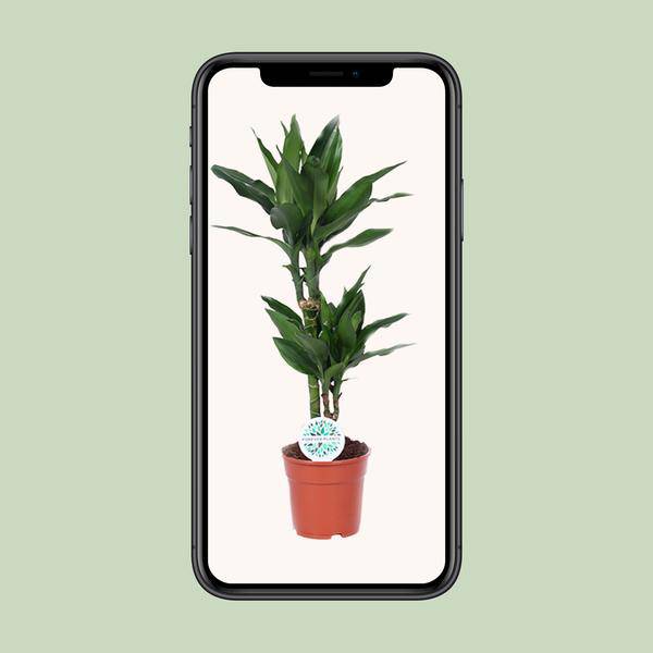 Drachenbaum - Dracaena Janet Lind - Zimmerpflanze - Ø17cm - ↕70cm