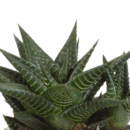 Sukkulente - Gasteria/Haworthia - Mix 8,5cm - 3 Stück + Topf