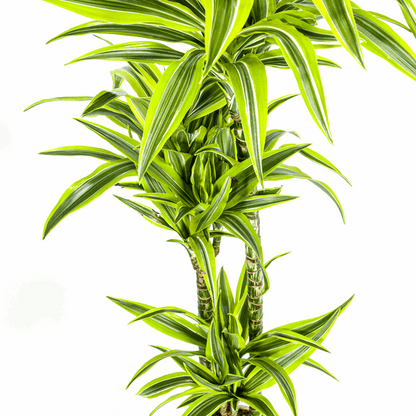 Dracaena Deremensis Zitronenlimette Ø24cm - ↕130 - 150cm