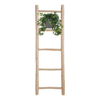 Hedera Helix Grün - Gemeiner Efeu - Hängetopf Basic - Zimmerpflanze - Ø17cm