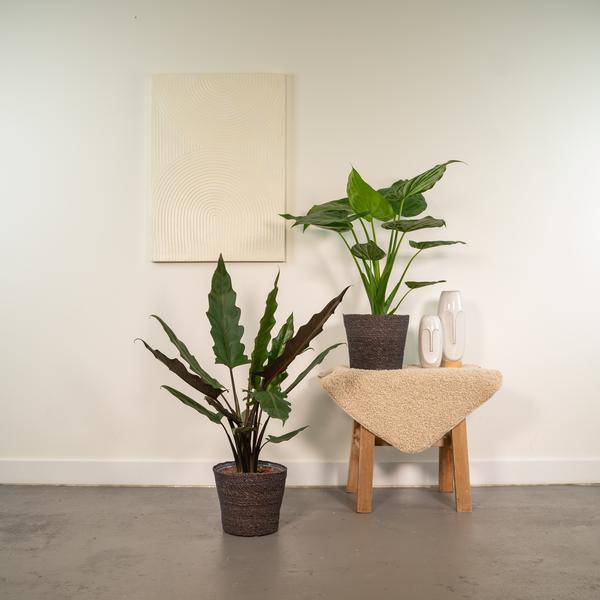 Alocasia Cucullata - Ø19cm - ↕60cm + Alocasia Lauterbachiana - Ø19cm - ↕75cm 