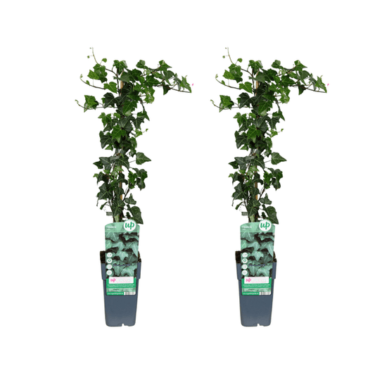 Hedera helix – Gemeiner Efeu – 2 Pflanzen – Zimmerpflanze – Ø15cm – ↕65cm – Immergrüne Kletterpflanze & Hängepflanze – Pflegeleicht & luftreinigend