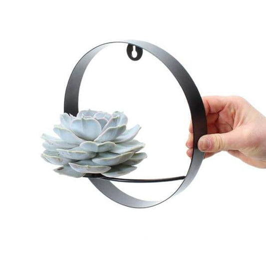 Sukkulente - Echeveria Lilacina auf Wanddeko Ring Schwarz - Zimmerpflanze - Ø20 cm - ↕20 cm 
