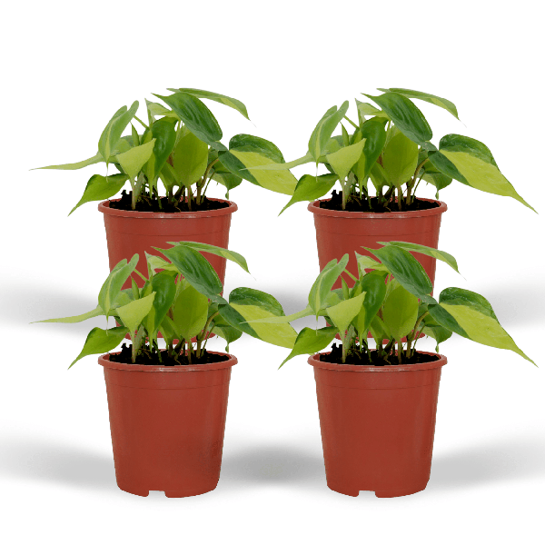 Baumfreund - Philodendron Scandens Brasil - Zimmerpflanze - Ø12cm - ↕15cm - 4 Stück