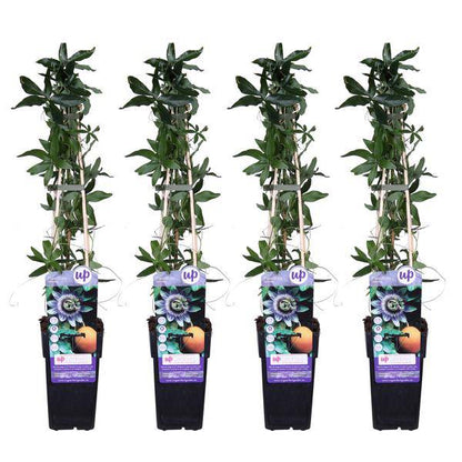 Blaue Passionsblume - Passiflora caerulea - ↨65cm - Ø15cm - 4 Stück