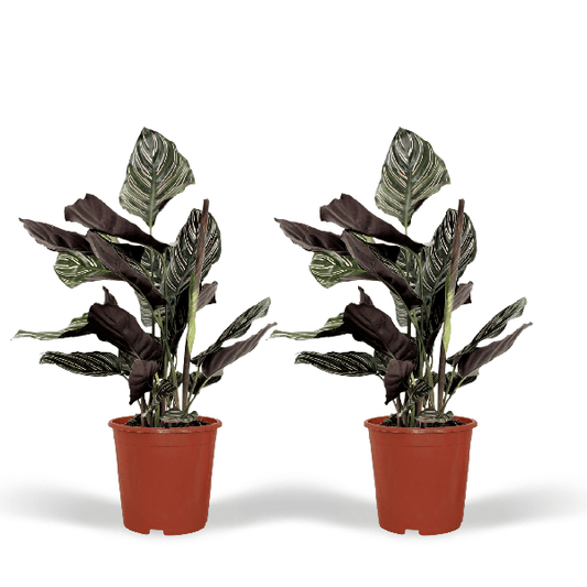 Pfauenpflanze - Calathea Ornata - Zimmerpflanze - 50cm - ø14cm - 2 Stück 