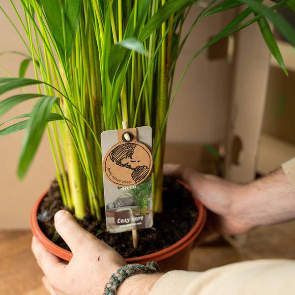 Areca-Palme mit Topf - ↨130cm - Ø24cm - Oasis of Life