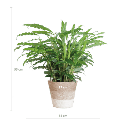 Calathea Rufibarba - Korbmarante - Zimmerpflanze - ↕55cm - Ø17cm + Korb Lissabon Weiß
