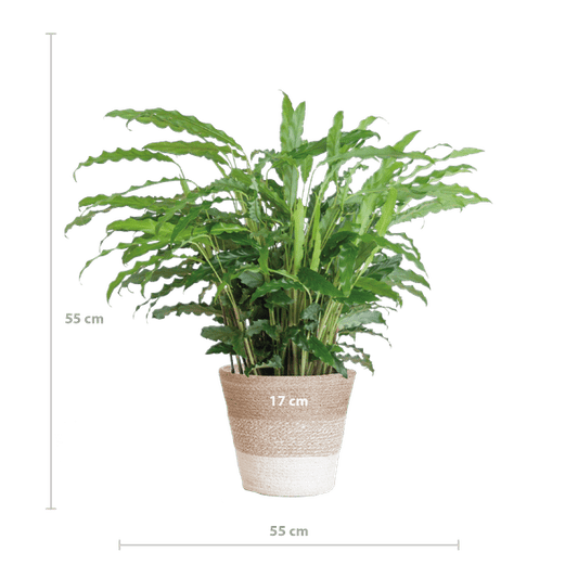 Calathea Rufibarba „Samt-Calathea“ – Zimmerpflanze 55 cm – Ø17 cm Topf – Luftreinigend – Mit nachhaltigem Jutekorb Lissabon Weiß 