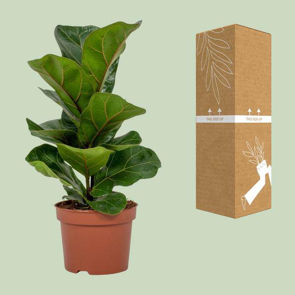 Geigen-Feige - Ficus Lyrata - Zimmerpflanze - Ø12cm - ↕30cm