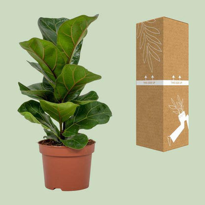 Geigen-Feige - Ficus Lyrata - Zimmerpflanze - Ø12cm - ↕30cm