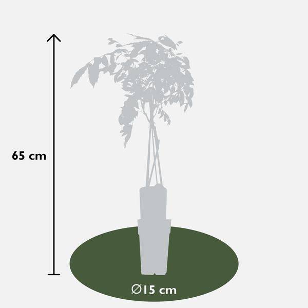Chinesischer Blauregen - Wisteria sinensis 'Prolific' Glyzinie - Ø15cm - ↕65cm