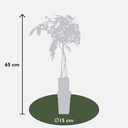 Chinesischer Blauregen - Wisteria sinensis 'Prolific' Glyzinie - Ø15cm - ↕65cm