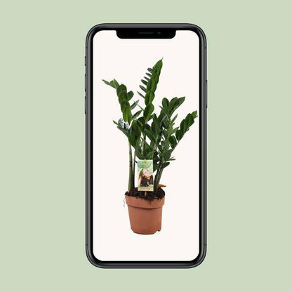 Glücksfeder - Zamioculcas Zamiifolia - Zimmerpflanze - Ø17cm - ↕70cm