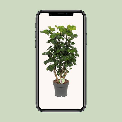 Fiederaralie - Polyscias Lemon - Zimmerpflanze - Ø19cm - ↕65cm