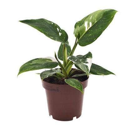 Baumfreund - Philodendron White Princess - Zimmerpflanze - Ø12cm - ↕25cm 