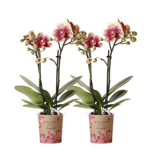 COMBI DEAL von 2 gelben roten Phalaenopsis-Orchideen - Spanien - Topfgröße Ø9cm | blühende Zimmerpflanze - frisch vom Züchter - Oasis of Life