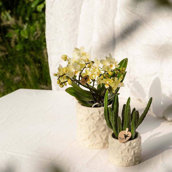 Star Fish Blumentopf Off White Ø9cm – Dekorativer Keramiktopf mit Seestern-Muster – Sommerlicher Pflanzentopf im maritimen Design – Blumendeko für Wohnzimmer, Küche & Bad 