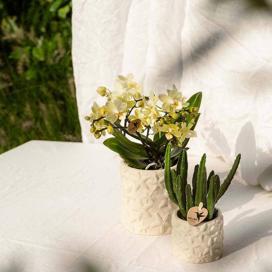 Star Fish Blumentopf Off White Ø9cm – Dekorativer Keramiktopf mit Seestern-Muster – Sommerlicher Pflanzentopf im maritimen Design – Blumendeko für Wohnzimmer, Küche & Bad 