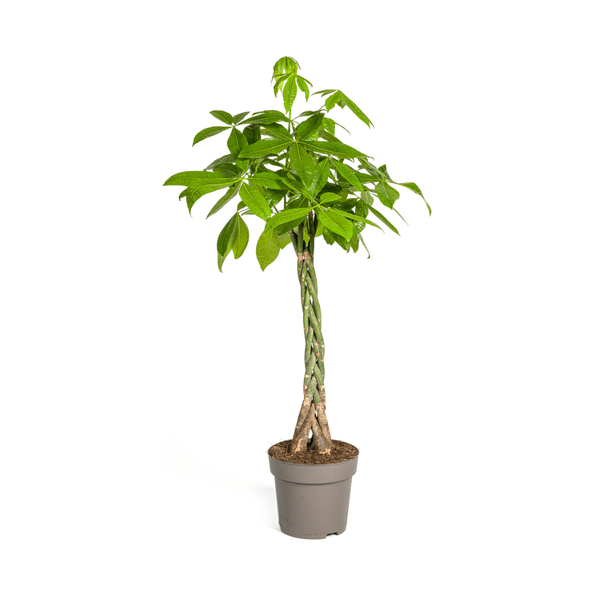 Pachira Aquatica Ø27cm - ↕140-150cm - Oasis of Life