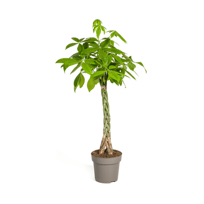 Pachira Aquatica Ø27cm - ↕140-150cm - Oasis of Life