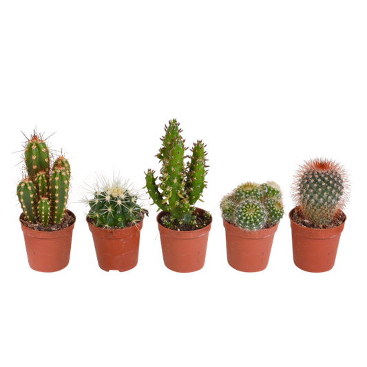 Kakteen - Mix - 5,5 cm - 5 Stück