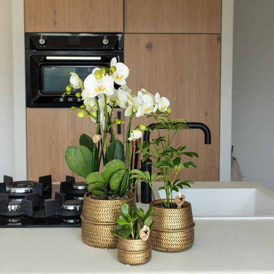 Blumentopf Groove – Gold – Ø9cm – Runder Keramik-Ziertopf mit Rillenstruktur – Mattes Finish – Dekotopf für Orchideen & Grünpflanzen – Für Wohnzimmer & Büro 
