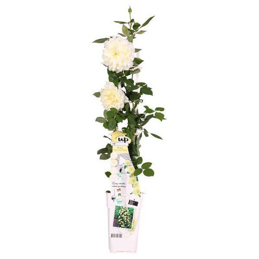 Rose - Rosa Crazy in love 'Vanilla' - Creme-Rose - Ø15cm - ↕65cm 