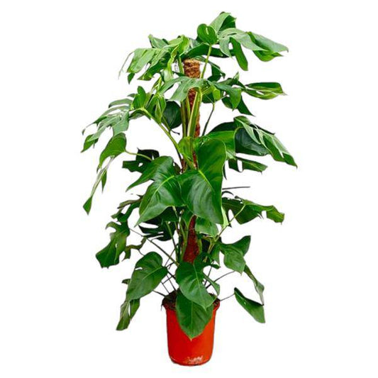 Fensterblatt – Monstera Pertusum – Zimmerpflanze – 120cm – Ø24cm – Tropische Grünpflanze mit großen Blättern für Wohnzimmer und Büro 