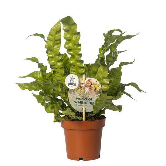 Nestfarn – Asplenium nidus 'Crispy Wave' – Ø12cm – 25cm hoch – Luftreinigende Zimmerpflanze – Pflegeleicht & dekorativ – Für Bad, Büro & Wohnzimmer 