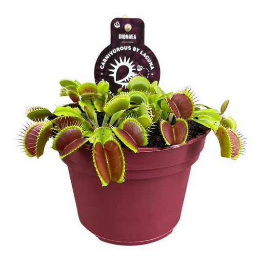 Venusfliegenfalle - Dionaea Muscipula - Zimmerpflanze - Ø12cm - ↕12cm 