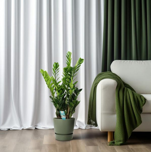 Glücksfeder Zamioculcas – Zimmerpflanze – Ø21cm – ca. 100cm hoch – Luftreinigend & pflegeleicht – Für halbschattige Innenbereiche 