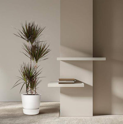 Drachenbaum - Dracaena Magenta - Zimmerpflanze - 150cm - ø27cm