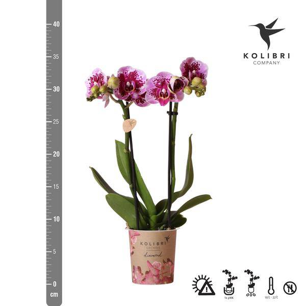 Kolibri Orchids | Rosa lilac Phalaenopsis Orchid - El Salvador - Topfgröße Ø9cm | blühende Zimmerpflanze - frisch vom Züchter - Oasis of Life